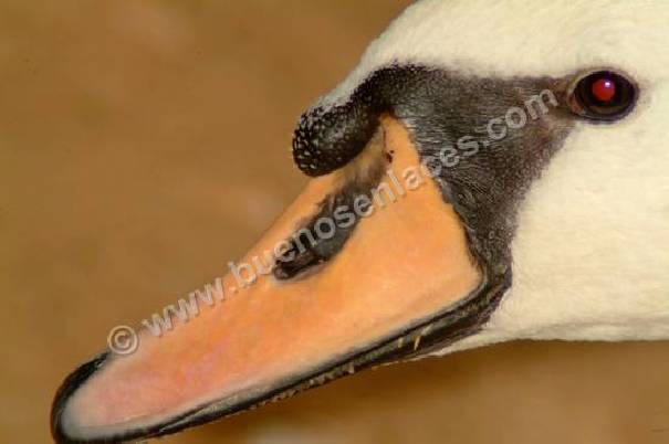 Foto De Cisne Aves Grandes Domesticas